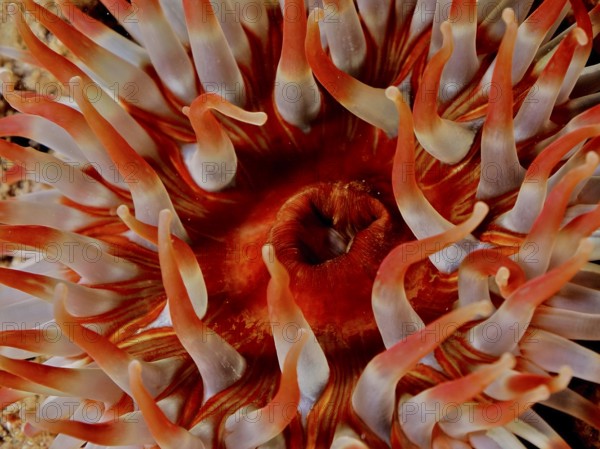 Close-up of tentacles of a red-orange sea anemone, Dahlia anemone (Urticina felina) . Dive site