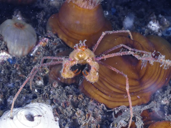 Scorpion spider crab (Inachus), spider crab, on a seabed between anemones and mussels. Dive site