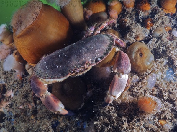 Crab (Cancer pagurus) on seabed with surrounding anemones and sand. Dive site Rinvyle, Co. Galway,
