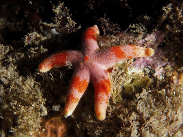 Colourful starfish (Henricia) with red and orange spots on algae. Dive site Ballycastle North,