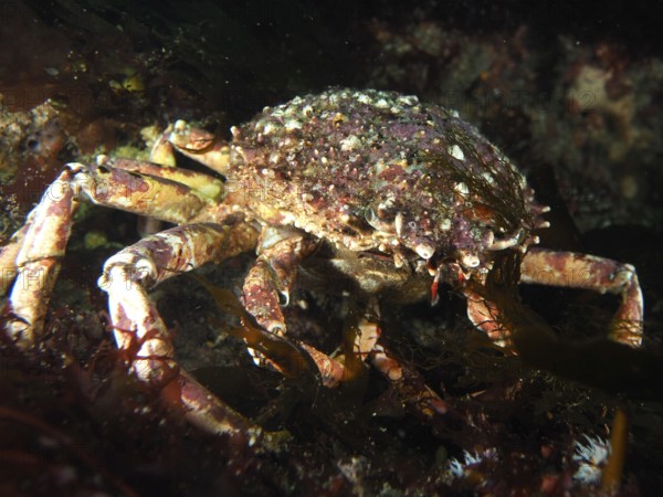 European spider crab (Maja squinado) with textured carapace in a dark underwater environment. Dive