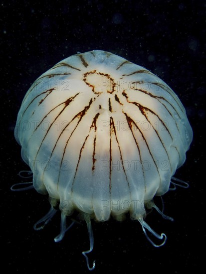 Luminous and transparent jellyfish with tentacles, compass jellyfish (Chrysaora hysoscella), in