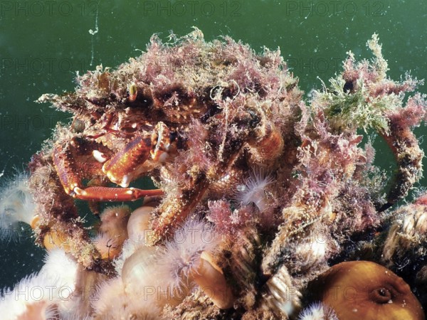 Spider crab (Maja squinado) camouflaged with algae in the underwater world. Dive site Rinvyle, Co.