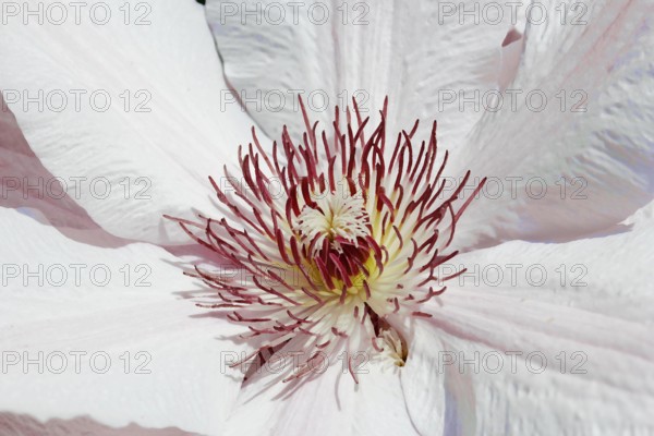 Clematis, North Rhine-Westphalia, Germany
