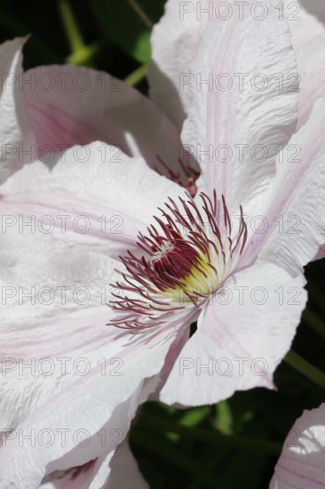 Clematis, North Rhine-Westphalia, Germany