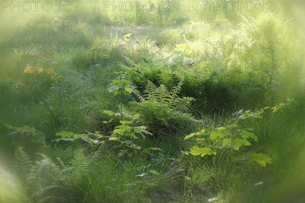 Lady fern (Athyrium filix-femina), alienation, North Rhine-Westphalia, Germany