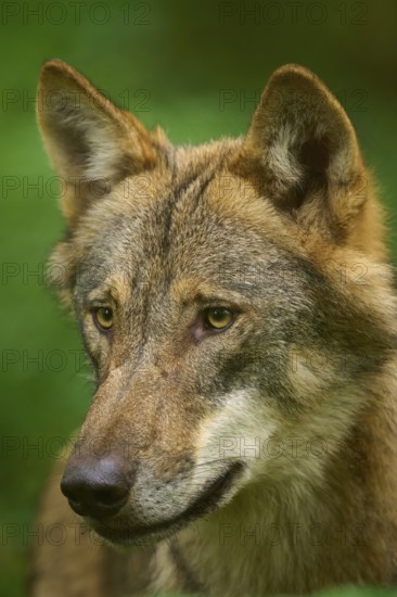 Wolf portrait in profile with thoughtful expression, surrounded by greenery, Wolf (Canis Lupos),