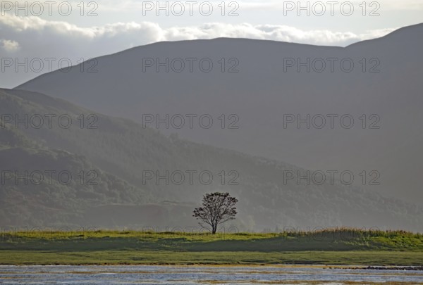 Single tree in a meadow in front of a strong, shady hill in the background, Dornie, Scotland, Great