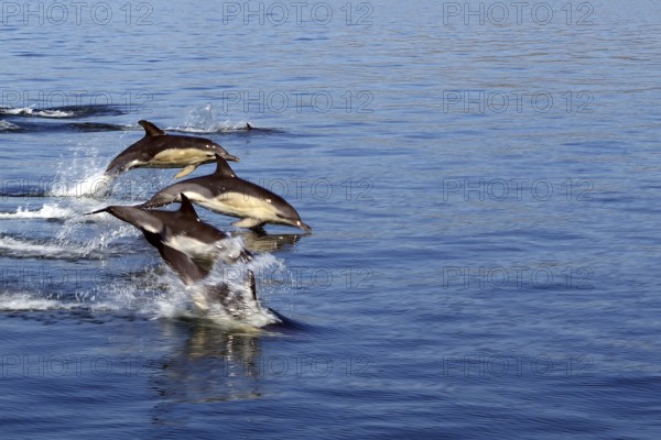 Group of dolphins jumping dynamically out of the blue sea water, Mallaig, Scotland, Great Britain