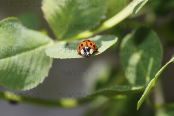 Asian lady beetle (Harmonia axyridis), multicoloured or harlequin ladybird on leaf, North