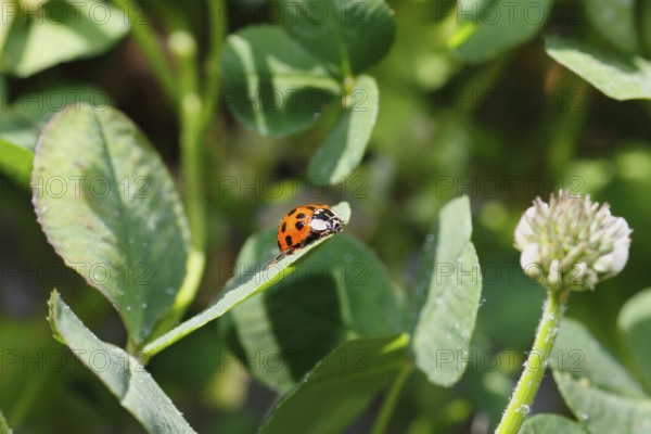Asian lady beetle (Harmonia axyridis), multicoloured or harlequin ladybird on leaf, North