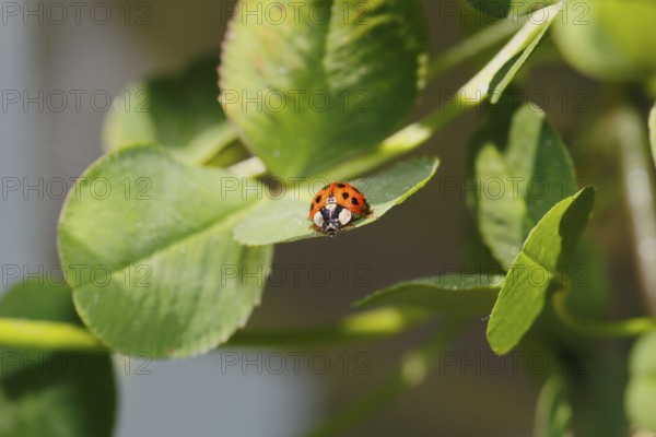 Asian lady beetle (Harmonia axyridis), multicoloured or harlequin ladybird on leaf, North