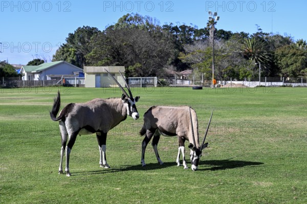 Oryx antelopes or gemsboks (Oryx gazella) on the sports field of Oranjemund, Diamond Sperrgebiet,