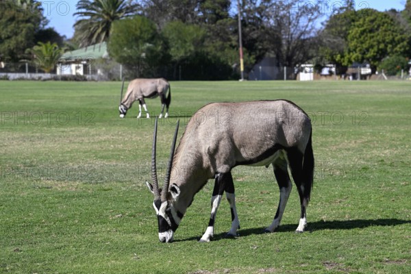 Oryx antelopes or gemsboks (Oryx gazella) on the sports field of Oranjemund, Diamond Sperrgebiet,