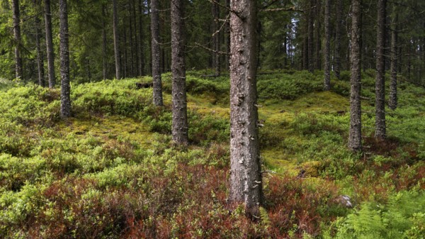 Forest floor overgrown with blueberry bushes, ferns and moss, tree trunks, coniferous forest, near