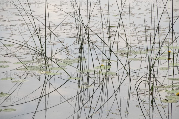 Tall grasses and water lily pads protrude from the calm waters of a pond, Jessheim, UIllensaker,