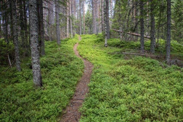 Narrow path winds through a dense, green coniferous forest, ground covered with blueberry bushes,