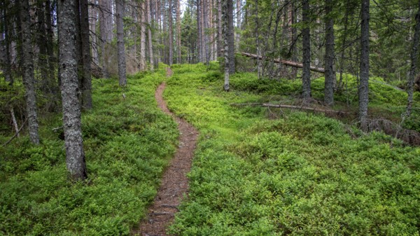 Narrow path winds through a dense, green coniferous forest, ground covered with blueberry bushes,