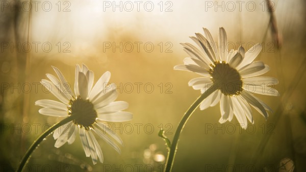 Two meadow daisies (Leucanthemum vulgare) in bloom in a meadow, golden evening light, backlight,