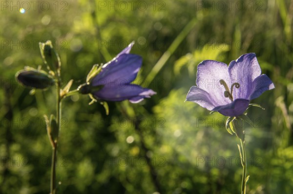 Peach-leaved bellflowers (Campanula persicifolia) with purple flowers in a green meadow, backlight,