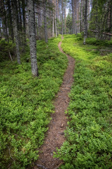Narrow path winds through a dense, green coniferous forest, ground covered with blueberry bushes,