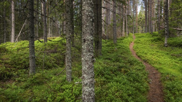 Narrow path winds through a dense, green coniferous forest, ground covered with blueberry bushes,