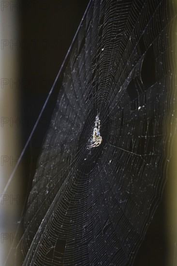 Cross spider in its web, summer, Germany