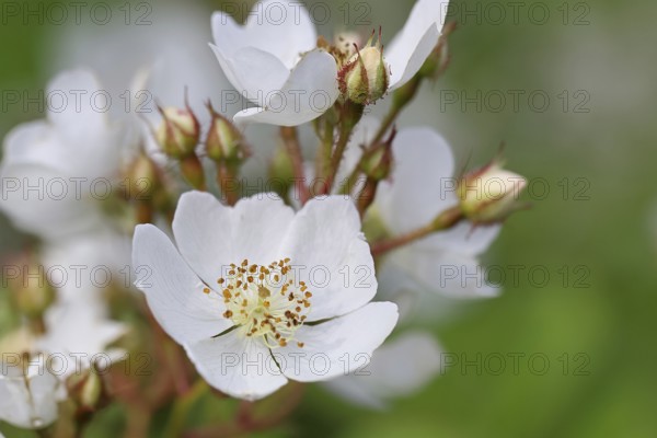 Bibernell rose (Rosa spinosissima L., syn.: Rosa pimpinellifolia L.), also called dune rose, earth