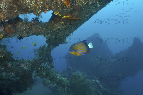 Colourful fish swim through overgrown wreckage under water. Dive site USAT Liberty, Tulamben, Bali,