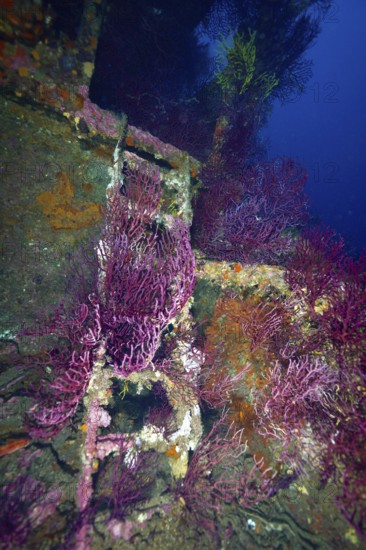 Purple and orange corals around a ladder of a shipwreck in a colourful underwater landscape. Dive