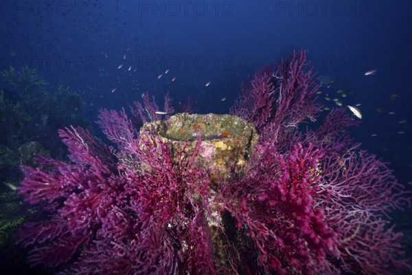 Dense coral growth on an underwater wreck in deep blue. Dive site wreck le Donator, Giens