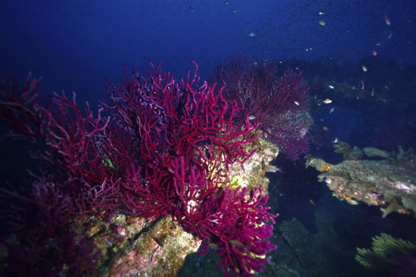Animated underwater world with purple-coloured corals on a shipwreck and fish swimming around. Dive
