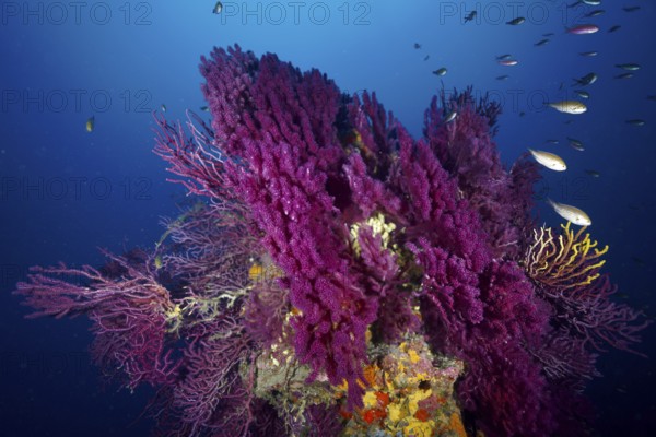 A magnificent coral formation with fish in a bright blue underwater world. Dive site Wreck le