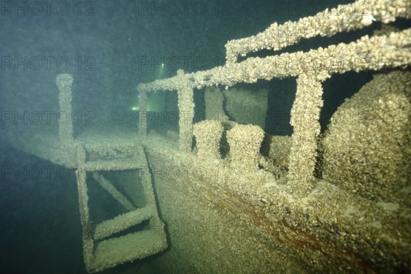 A shipwreck covered with quagga triangle mussels (Dreissena rostriformis bugensis), an invasive