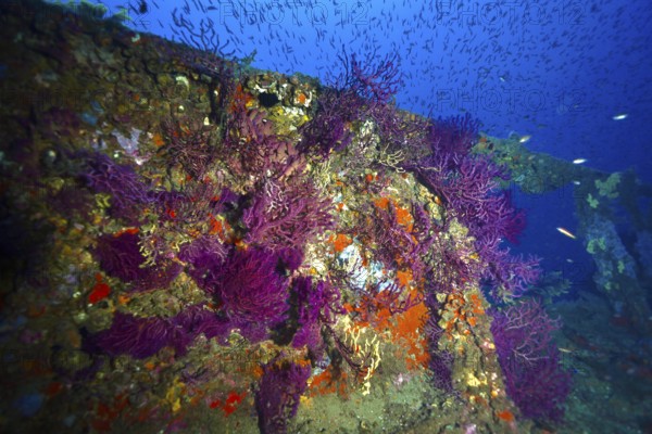 Colourful shipwreck with purple corals and fish, surrounded by blue water. Dive site wreck le