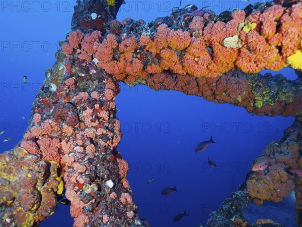 Colourfully overgrown metal structure of a shipwreck under water with fish swimming past. Dive site