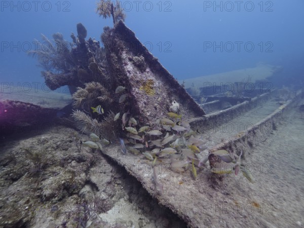 Fish swim around a shipwreck with corals in the sea. Dive site John Pennekamp Coral Reef State