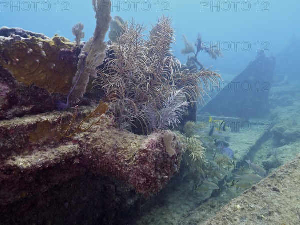 Corals and fish on a shipwreck under water. Dive site John Pennekamp Coral Reef State Park, Key