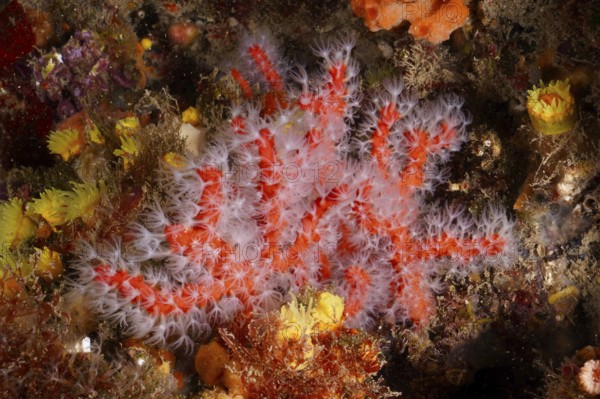 Red coral (Corallium rubrum) with white polyps on the seabed. Dive site Marine reserve Cap de