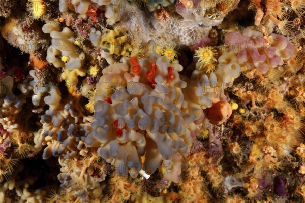 Blue flesh sponge (Oscarella lobularis) under water. Dive site Marine reserve Cap de Creus, Rosas,