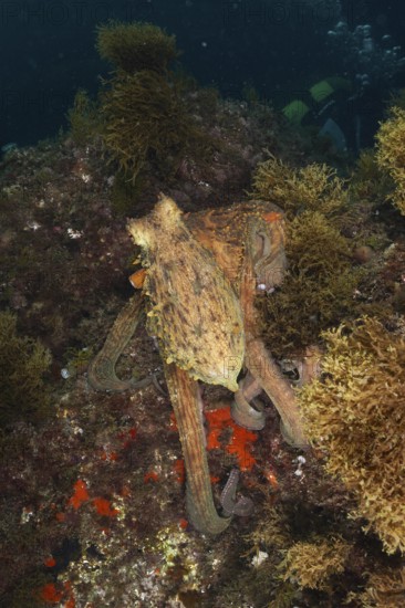 Common Octopus (Octopus vulgaris) camouflaged between algae on the seabed. Dive site Cap de Creus