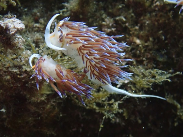 Two colourful migratory thread snails (Cratena peregrina) in the ocean, finely structured with long