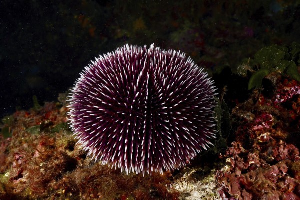 A round Sphaerechinus granularis (Sphaerechinus granularis) rests on a rocky, dark seabed. Dive