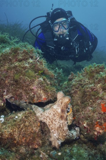 A diver observes a Common Octopus (Octopus vulgaris) hiding on the seabed among algae. Dive site