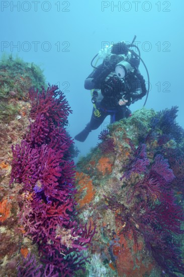 Diver exploring Violescent sea-whip (Paramuricea clavata) in a trench. Dive site Marine reserve Cap