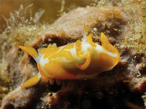 Colourful sea snail, the Griffelschnecke (Trapania maculata), close-up on rocks. Dive site Marine