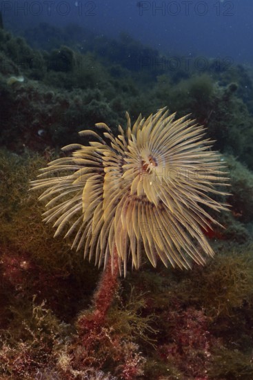 A cream-coloured screwfish (Sabella spallanzanii) in the soft flow of the current. Dive site Marine