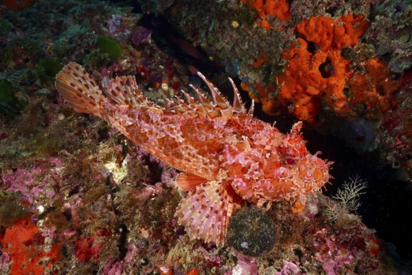 Detailed red scorpionfish (Scorpaena scrofa), sea sow, in a colourful reef, dive site Cap de Creus
