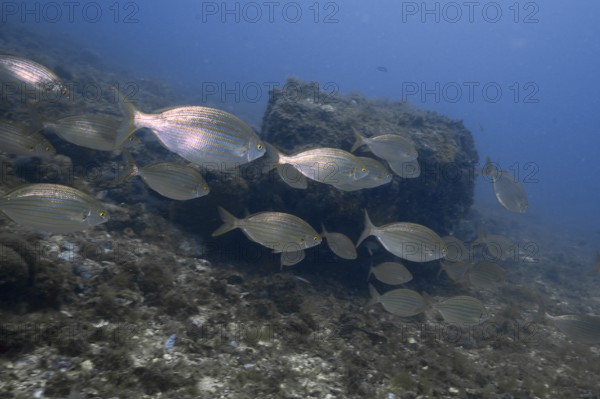 Shoal of goldfish (Sarpa salpa) swimming past rocks in clear water. Dive site Marine reserve Cap de