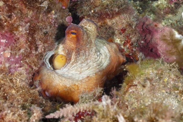 A juvenile Common Octopus (Octopus vulgaris) sits hidden in a colourful underwater landscape. Dive